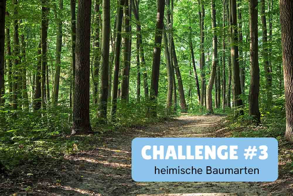 Ferienhefte Sommer-Challenge 1 Seenquiz