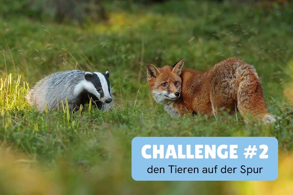 Ferienhefte Sommer-Challenge 1 Seenquiz